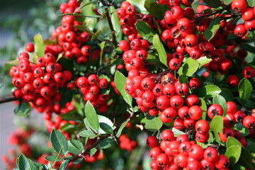 Vogelbeere, gemeinsprachlich häufiger die Eberesche oder der Vogelbeerbaum (Sorbus aucuparia) commonly called rowan and mountain-ash