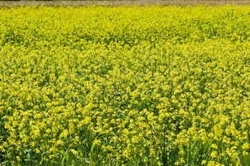 Obraz premium Yellow field of flowering rape in the village