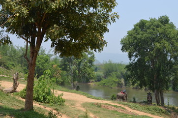 Fototapeta premium landscape lake elephant