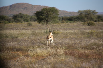 Namibie