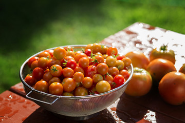 Fresh garden tomatoes
