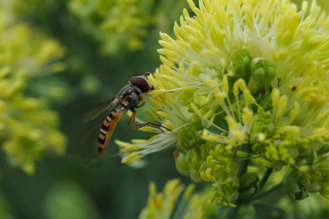Hoverfly and blossom - Stockphoto