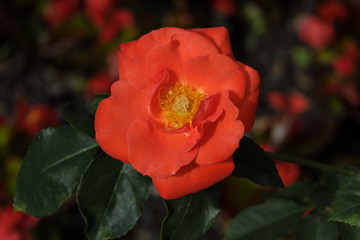 Strauchrose - orange - Stockfoto