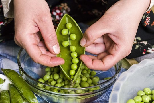A woman is extracting peas,to separate pea grains from their husk.


