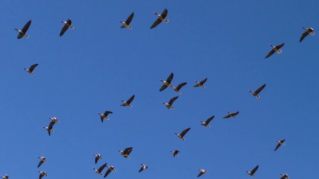 Many wild geese are flying over me. The wedge of wild migratory birds in flight.