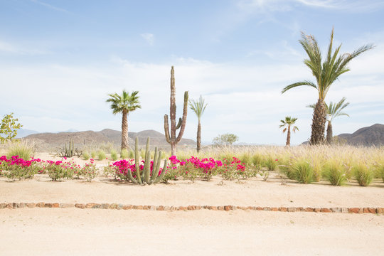 Desert landscape with cactus and bougainvillea in Baja California Sur
