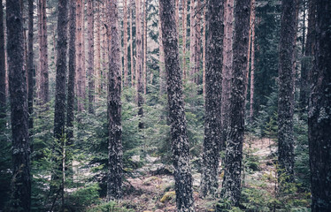 Fototapete bei efototapeten.de bestellen   