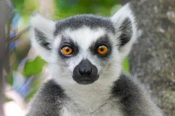 Naklejka premium Lemur katta