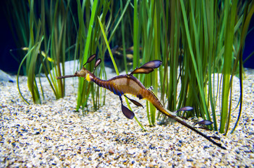 Weedy Sea Dragon