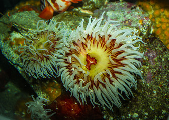 White Spotted Anemone