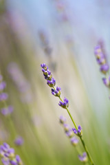 Flieder im Sommer - ein Blumen Foto