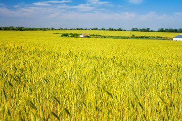 Fototapeta premium field of ripe wheat, the road