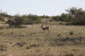 Namibie