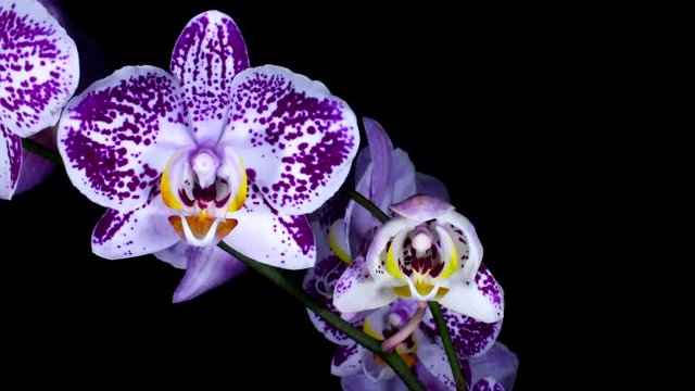 Orquídea flores abriéndose