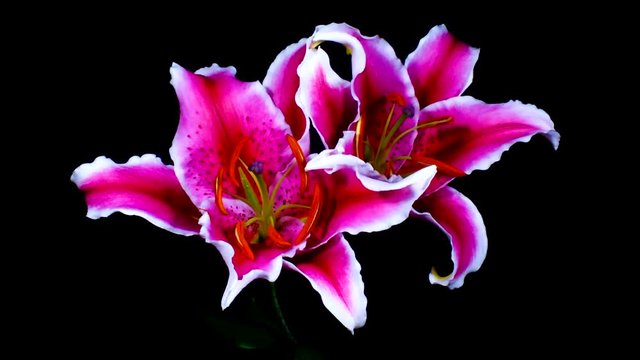 Lillium flores abri&eacute;ndose