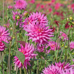 Dahlien, Dahlias