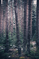 Fototapeta premium Mixed greenwood forest. Photo depicting dark misty evergreen pine tree backwoods.