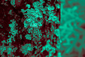 Mossy thee trunk closeup, mystical pine woods on the background. Photo depicts an old pine tree bark with lichen macro view, blurred foggy wood on the background.