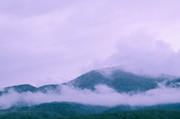 Photo depicting a backdrop foggy mystic pine tree woods in the mountains.