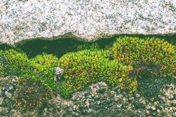 Bright green moss texture on the stone brick wall background. Photo depicting a bright green lichen on the old bricked stone wall. Closeup, macro view.