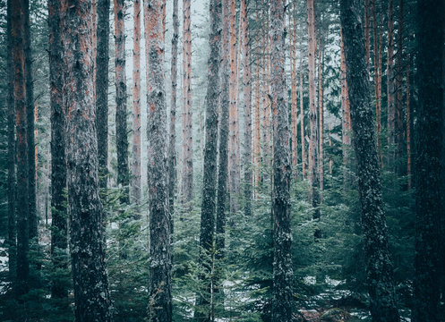 Mixed greenwood forest. Photo depicting dark misty evergreen pine tree backwoods.