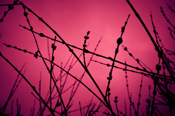 Willow branches with buds, black silhouettes on pink background. Morning light, spring forest.