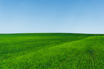 Fototapeta na wymiar Fresh green wheat field and blue sky ideal for nature background