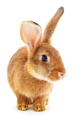 Brown rabbit on white.