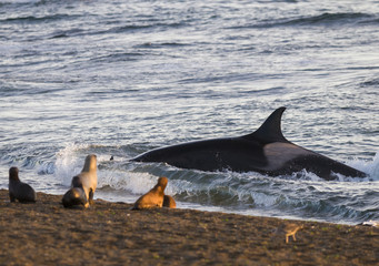 Naklejka premium Orca atakuje lwy morskie, Patagonia Argentina