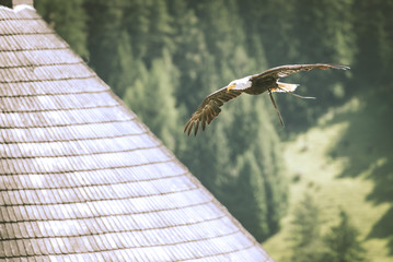 Greifvogelschau