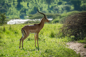 Male impala standing in profile beside river