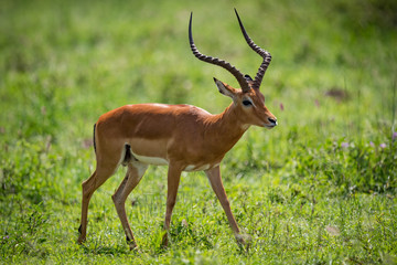 Male impala standing staring with head down