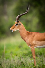 Male impala with mouth open in close-up