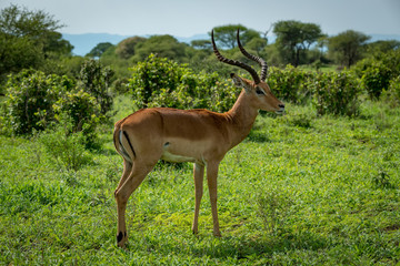 Male impala stands in profile in grassland