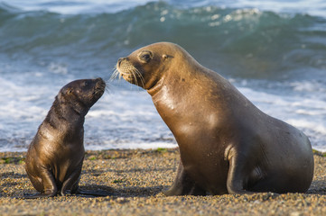 Obraz premium Matka i dziecko lew morski, Patagonia