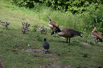 Gęsi egipskie z piskletami © Iwona