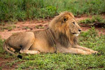 Male lion lying in clearing stares ahead