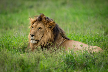 Male lion lying in grass looking left