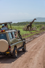 Masai giraffe crossing dirt track past jeep © Nick Dale