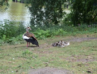 Gęsi egipskie z piskletami © Iwona