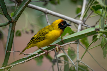 Masked weaver bird in profile on branch