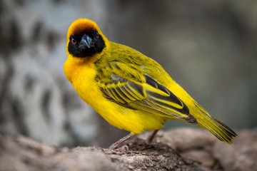 Masked weaver bird facing camera on log