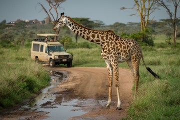 Masai giraffe stands in front of jeep