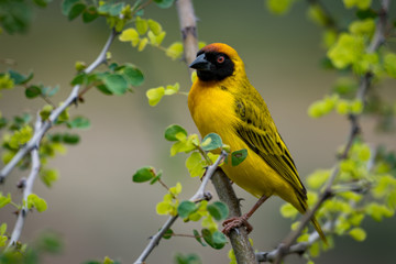 Masked weaver bird on branch facing camera