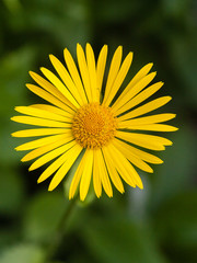 Санкт-Петербург. Цветы во дворе.