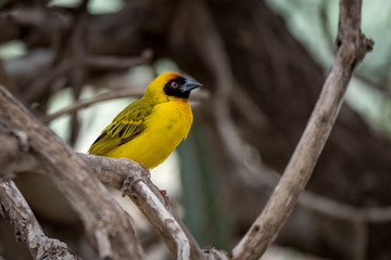 Masked weaver bird perched on dry branch