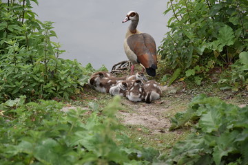 Gęsi egipskie z piskletami © Iwona