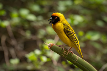 Masked weaver bird perched on green plant