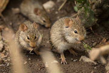 Mice eating among rocks seen through branches