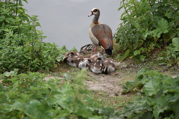 Gęsi egipskie z piskletami © Iwona